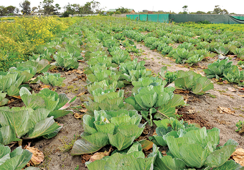 cabbages-500x350