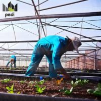 Pedi signs agreement with city to train urban farmers
